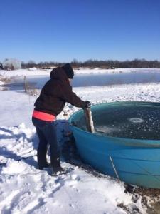 Our daughter is checking the cattle water tanks on the farm.  She's found a frozen one and is busting the ice.
