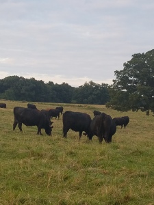 cows 2016